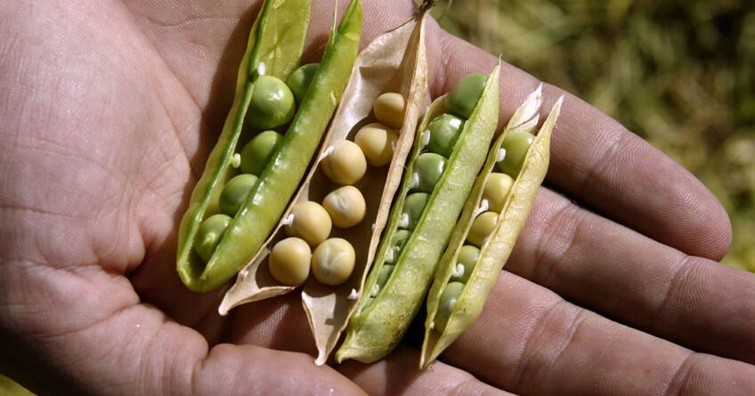Field peas have high digestibility and crude protein levels and are low in fibre.